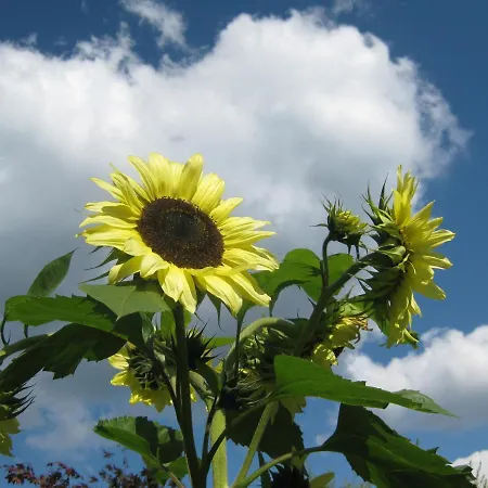 아파트 Garden & Hill Limburg