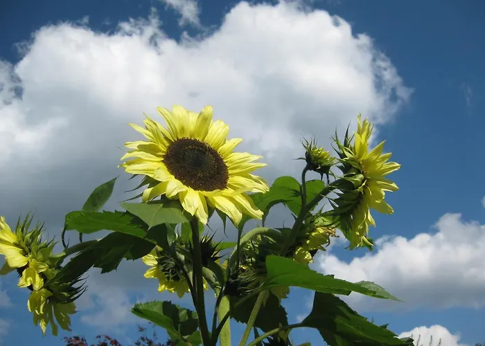 Lägenhet Garden & Hill Limburg